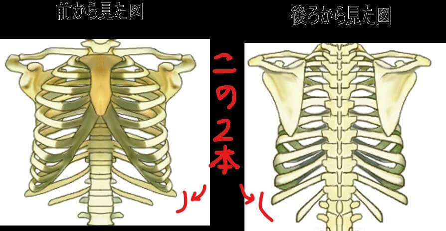 浮肋骨 第11 12肋骨 が原因の腰痛 墨田区の整体接骨院 大和田筋整復院